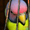 Plum-headed Parakeet