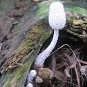 Mushrooms