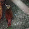 Lesser Woodcreeper