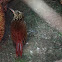 Lesser Woodcreeper