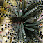 Wana - Venomous Sea Urchin