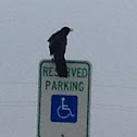 Common Grackle