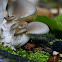 Oyster mushroom/Gewone oesterzwam