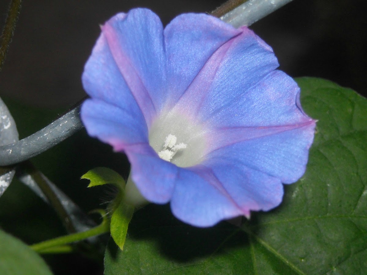 Morning Glory