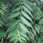 Black Walnut