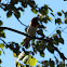 Rose-breasted Grosbeak