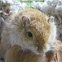 Gerbil