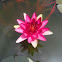 Water Lily