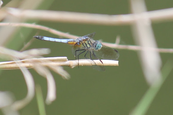 Spotting Image 1