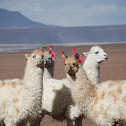 Llama