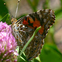Painted Lady