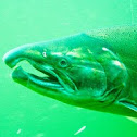 Coho salmon