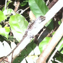 Brown anole