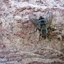 Flesh Fly