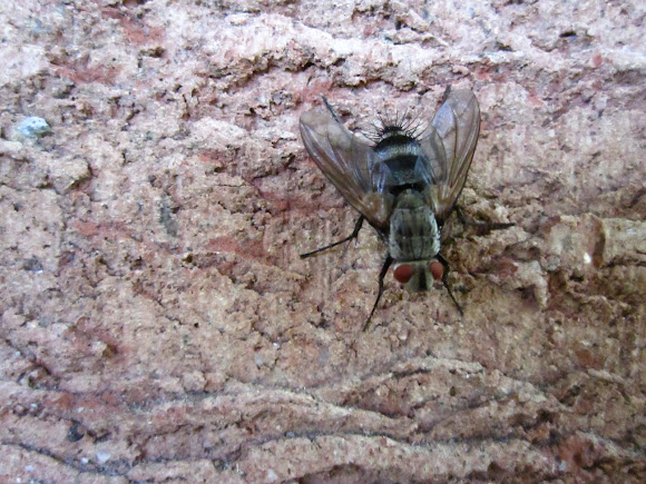 Spotting Image 1