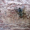 Flesh Fly