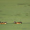 Northern Shoveler and Blue-winged Teal