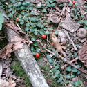 Partridge Berry