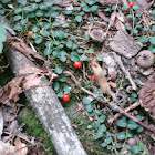 Partridge Berry