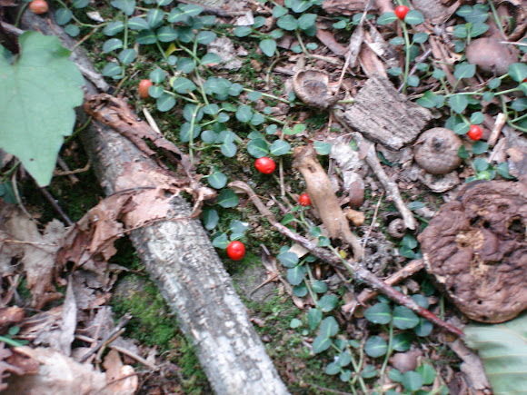 Spotting Image 1