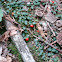Partridge Berry