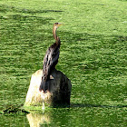Anhinga