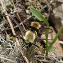 Snowberry clearwings (mating)