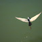 Black-crowned Night Heron