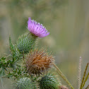 Thistle