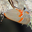 Red-banded hairstreak