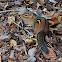 Eastern Chipmunk
