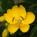 Cassia