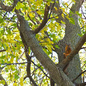 Fox Squirrel
