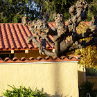 Mulberry Tree