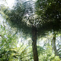 Silver Tree Fern (Ponga)