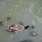 Black swan &turtles