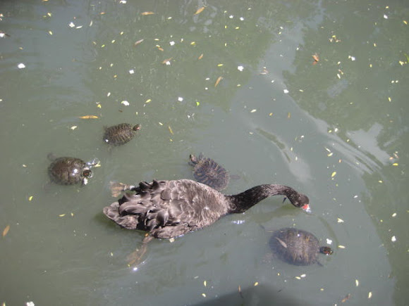 Spotting Image 1
