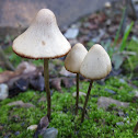 Conocybe siliginea f. rickenii