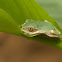 Forest Tree Frog