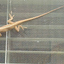 Green Anole