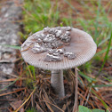 Strangulated Amanita