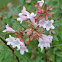 Abelia