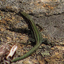 Bocage's Wall Lizard
