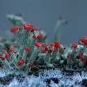British Soldier Lichen