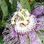Passion flower