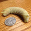 Four-Horned Sphinx (aka Elm Sphinx)
