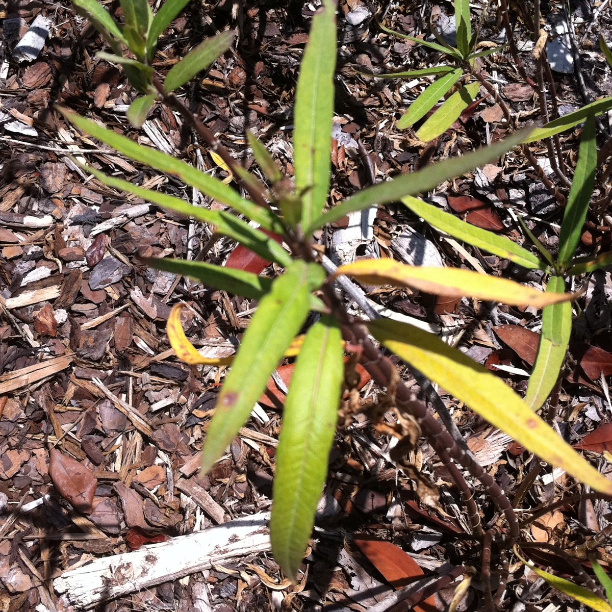 Milkweed