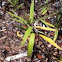Milkweed