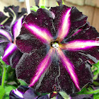 'Pinstripe' Petunia
