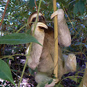 three-toed sloth